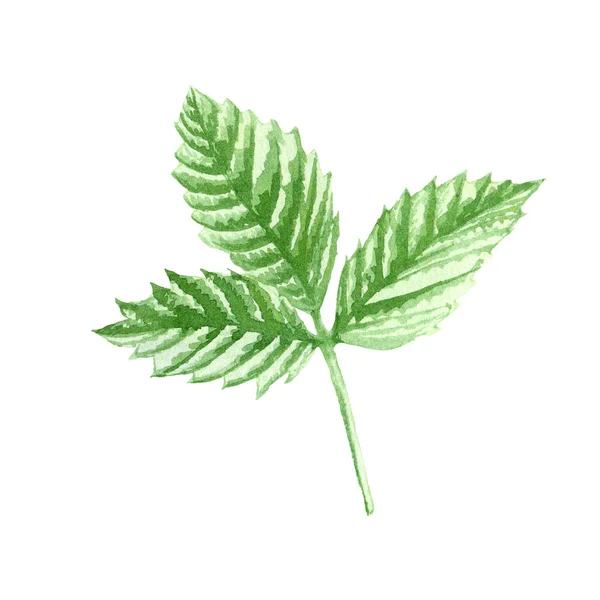 Raspberry Leaves. Botanical watercolor isolated illustration. — Stockfoto