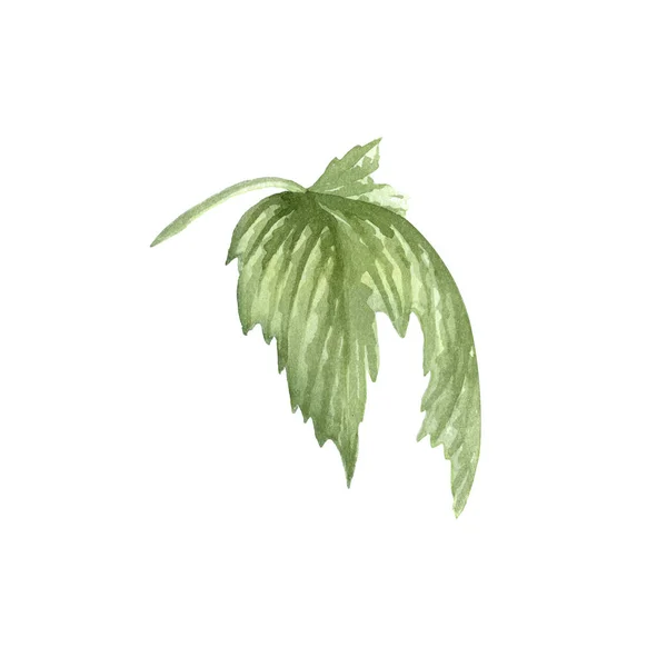 Hallonblad. Botanisk akvarell isolerad illustration. — Stockfoto