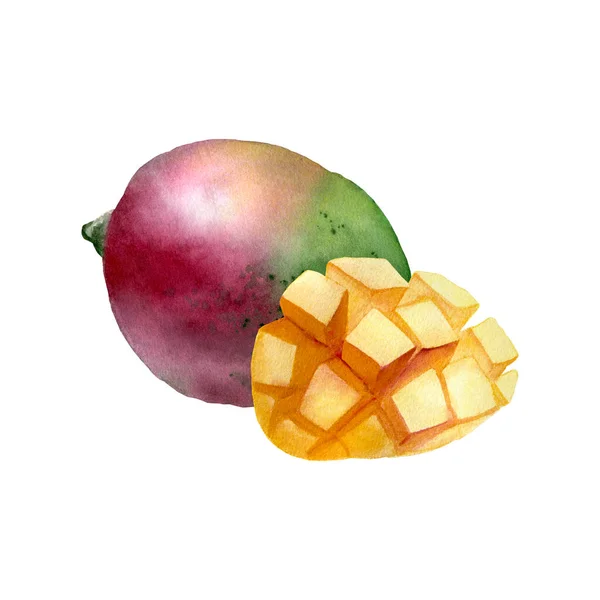 Botanical Watercolor Illustration Mango Fruit Leaves Isolated White Background Mango — Stockfoto