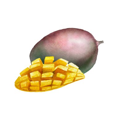 Mangonun botanik suluboya çizimi. Meyve, beyaz arka planda izole edilmiş yapraklar. Mango küpleri klasik tasarım şablonu.