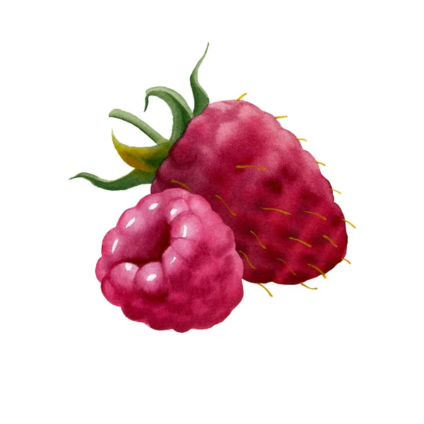 Botanical Watercolor Illustration Red Raspberry Berries Isolated White Background Design — ストック写真