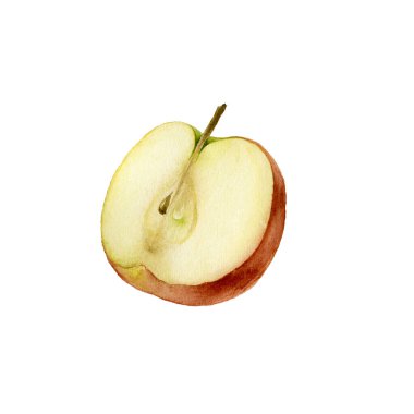 Elma. Botanik suluboya çizimi. Meyve, beyaz arka planda izole edilmiş. Çöl, reçel, meyve suyu, tekstil veya ambalaj kağıdı için dekor