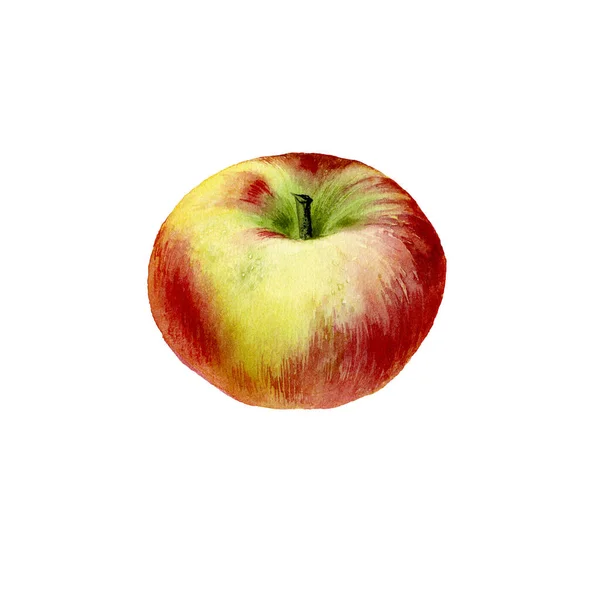 Elma Botanik Suluboya Çizimi Meyve Beyaz Arka Planda Izole Edilmiş — Stok fotoğraf