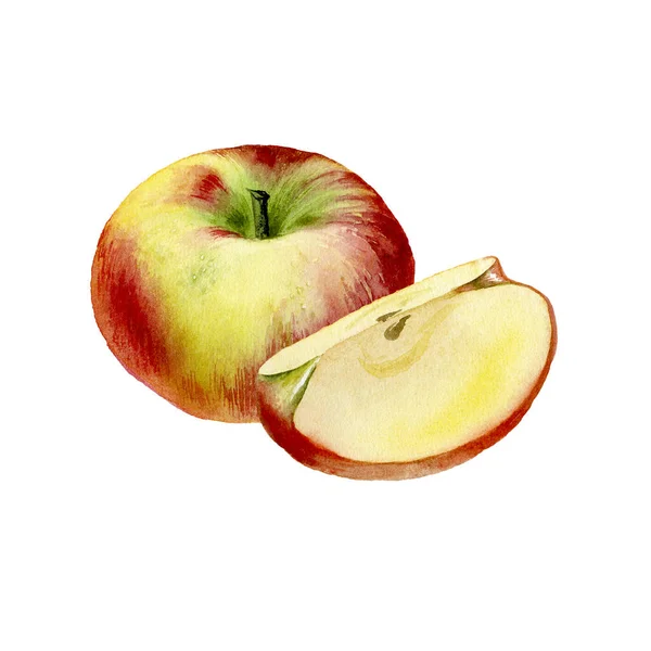Яблуко Ботанічна Акварельна Ілюстрація Фрукти Ізольовані Білому Тлі Дизайнерський Набір — стокове фото