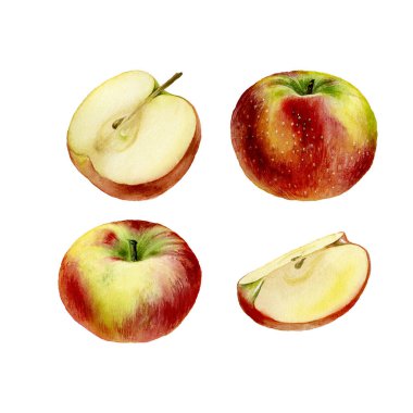 Elma. Botanik suluboya çizimi. Meyve, beyaz arka planda izole edilmiş. Çöl, reçel, meyve suyu, tekstil veya ambalaj kağıdı için dekor
