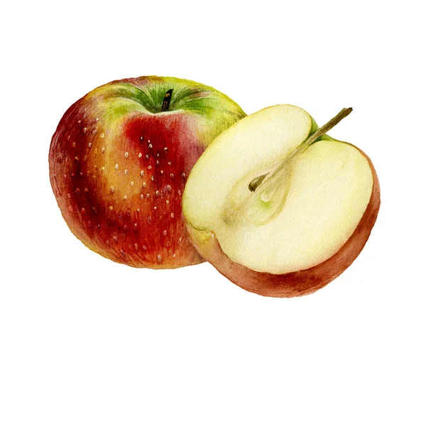 Jabłko Ilustracja Akwareli Botanicznych Owoce Wyizolowane Białym Tle Zestaw Projektowy — Zdjęcie stockowe