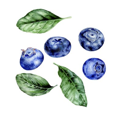 Yabanmersini. Botanik suluboya çizimi. Beyaz bir arka planda izole edilmiş. Çöl, reçel, meyve suyu, tekstil veya restoran menüsü için dizayn