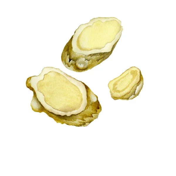 生姜水彩画 背景为白色 食品设计的设计集 蜂蜜包装 烘焙和热饮料标签 果酱罐标签 香料混合物 — 图库照片
