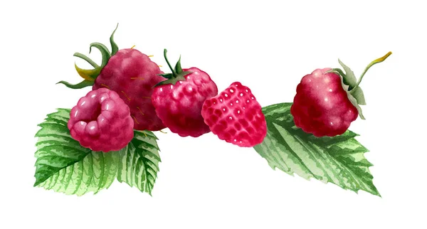 Botanical Watercolor Illustration Red Raspberry Berries Isolated White Background Design — Zdjęcie stockowe