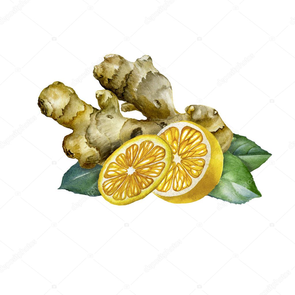 Ginger watercolor sketch isolated on a white background. Design set For Food Design. Honey packaging, baking and hot drink labels, jam jar label, spice mix