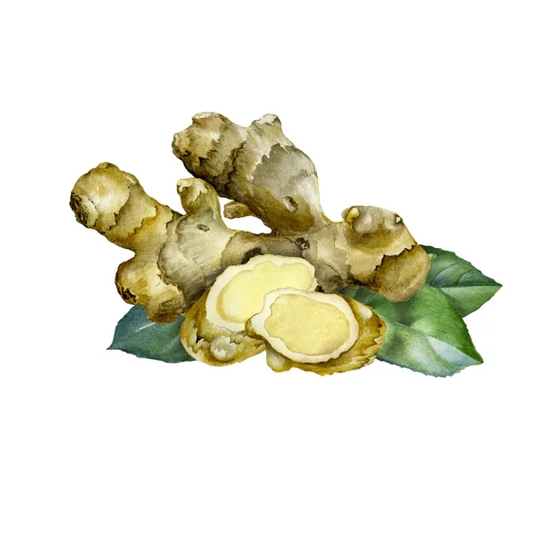 Ginger Akvarel Náčrt Izolované Bílém Pozadí Designová Sada Pro Design — Stock fotografie