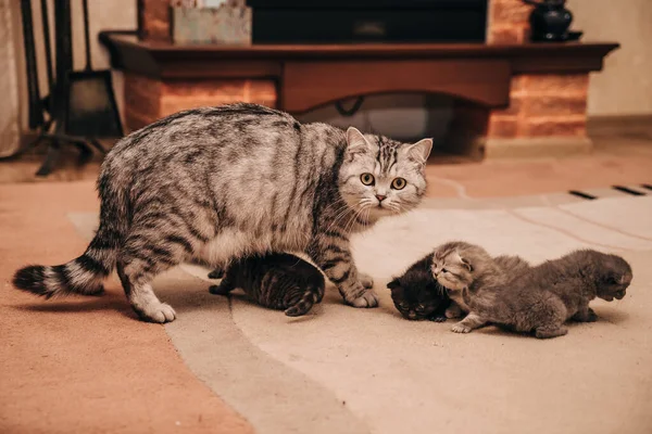 毛绒绒折叠猫与小猫 — 图库照片