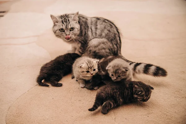 Gato Dobrável Fofo Com Gatinhos — Fotografia de Stock