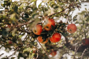 Kırmızı sulu elma dalı 