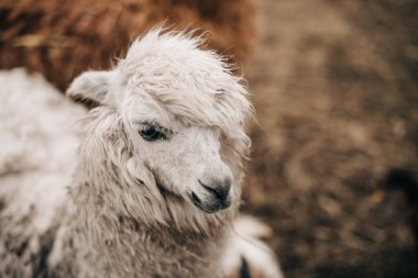 Alpaca baş yatay çekim kışı 