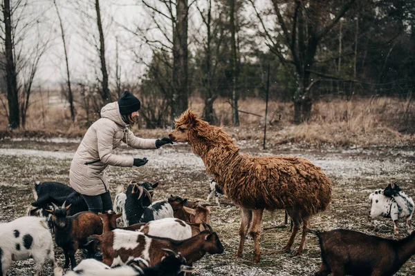 Çiftlik Hayvanlarında Büyüyen Keçiler Alpakalar Koyunlar — Stok fotoğraf