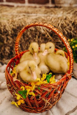 Sepetteki küçük ördekler. Paskalya bahar arkaplanı 