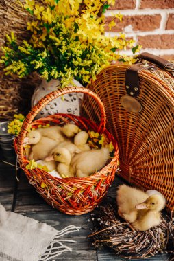 Sepetteki küçük ördekler. Paskalya bahar arkaplanı 