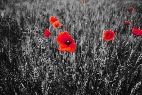 Zwart Wit Papaver Veld Achtergrond Met Bloederige Bloemen — Stockfoto