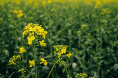 Çiçek açan ırz düşmanı tarlası. Kolza arkaplanı.