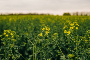 Çiçek açan ırz düşmanı tarlası. Kolza arkaplanı.