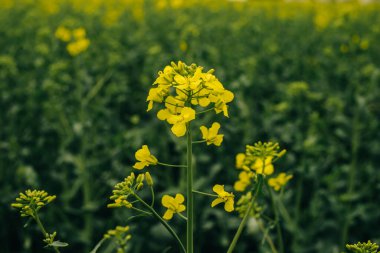 Çiçek açan ırz düşmanı tarlası. Kolza arkaplanı.