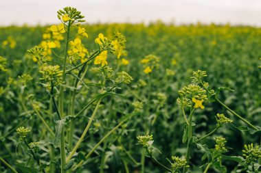 Çiçek açan ırz düşmanı tarlası. Kolza arkaplanı.