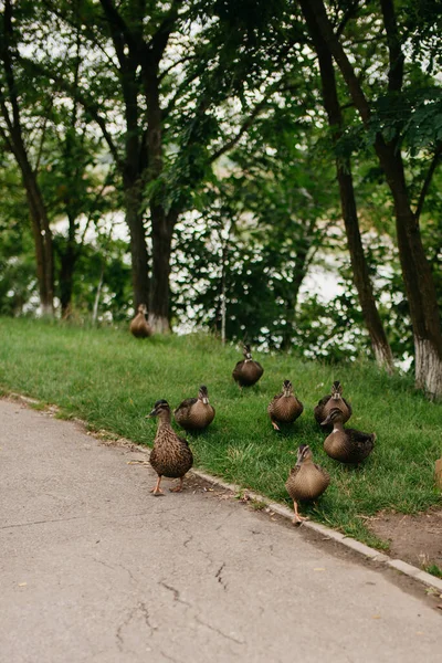 Family Wild Ducks Tactile Zoo — Stock fotografie