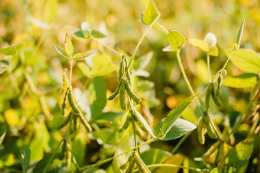 A field of ripe soybeans. Growing soybeans