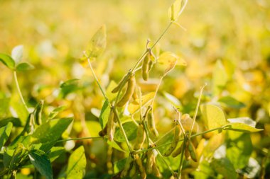 A field of ripe soybeans. Growing soybeans