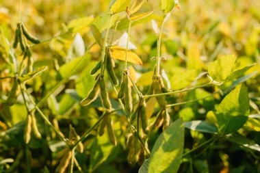 A field of ripe soybeans. Growing soybeans