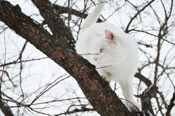 Witte Kat Boom Het Winterseizoen — Stockfoto