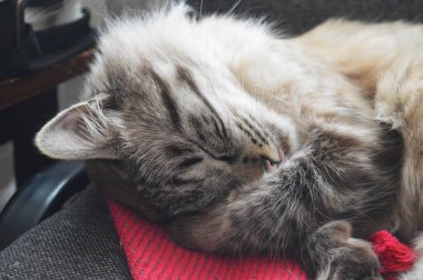 Uyuyan tekir kediye yakın çekim