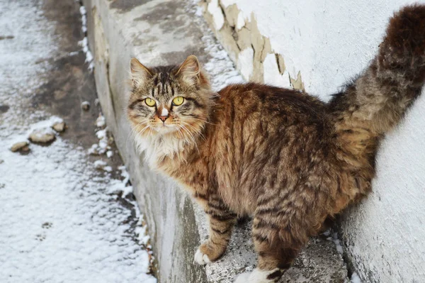 Портрет Таббі Кішки Взимку — стокове фото