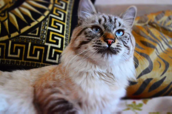 ソファの上に横たわる青い目のタビー猫の肖像 — ストック写真