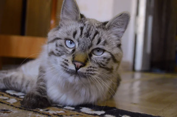 床に寝そべっている青い目のタビー猫のクローズアップ — ストック写真