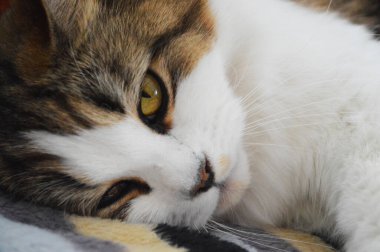 Highland Heteroseksüel Kedi Kafası 'nın yakın çekimi kameraya bakıyor.