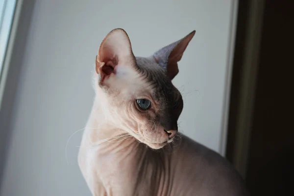 Close Sphynx Cat Looking Away — Stock Photo, Image