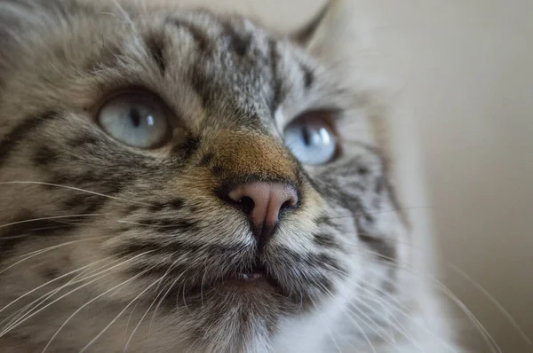 離れて見て青い目のタビー猫のクローズアップ — ストック写真