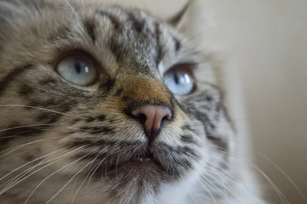 Nahaufnahme Einer Blauäugigen Gestromten Katze Die Wegschaut — Stockfoto