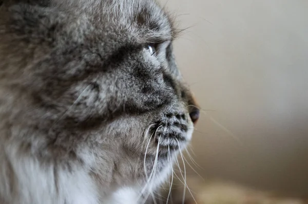 Großaufnahme Von Gestromtem Katzenkopf Der Wegschaut — Stockfoto