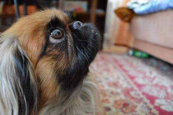 Nahaufnahme Von Ingwer Pekinese Hund Der Aufschaut — Stockfoto