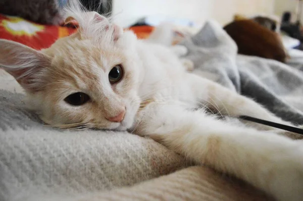 Primer Plano Del Gato Ojos Amarillos Mirando Cámara — Foto de Stock