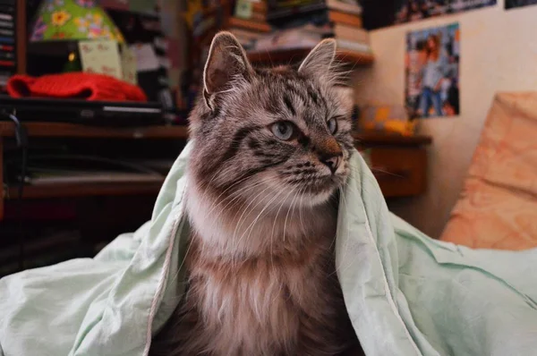 毛毯下有条纹的灰猫 — 图库照片