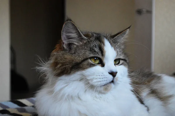 Portrait Fluffy Highland Straight Cat Looking Away — Stock Photo, Image