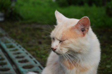 Kızıl kedinin yakınından dışarı bakıyor. 