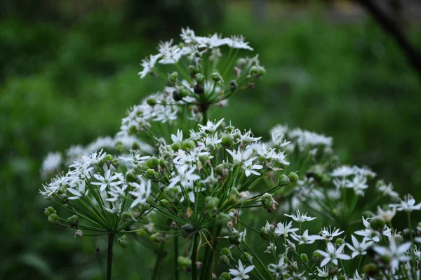 Primer Plano Flores Blancas Jardín Contra Hierba Verde — Foto de Stock