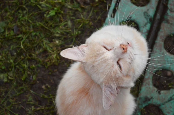 Blick Aus Der Vogelperspektive Auf Die Ingwerkatze Vor Der Kamera — Stockfoto