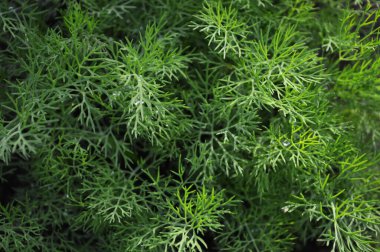 Dereotlarına yakın çekim