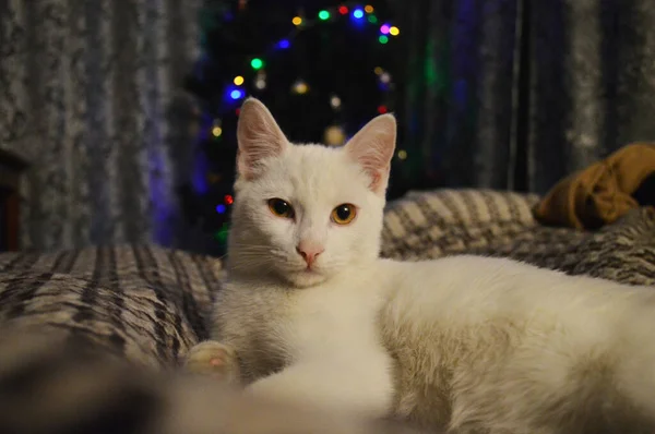 クリスマスの前夜に好奇心旺盛な白い黄色い目の猫のクローズアップ — ストック写真